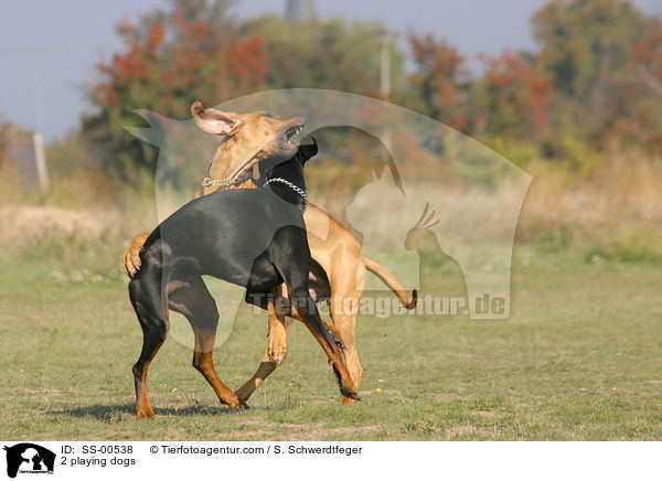 2 playing dogs / SS-00538