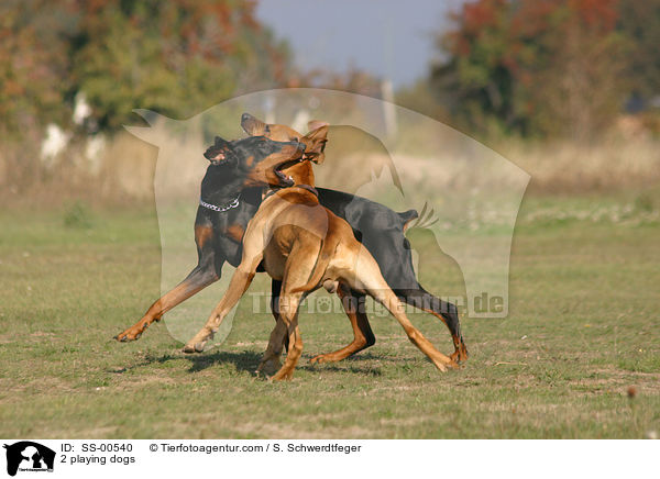 2 playing dogs / SS-00540