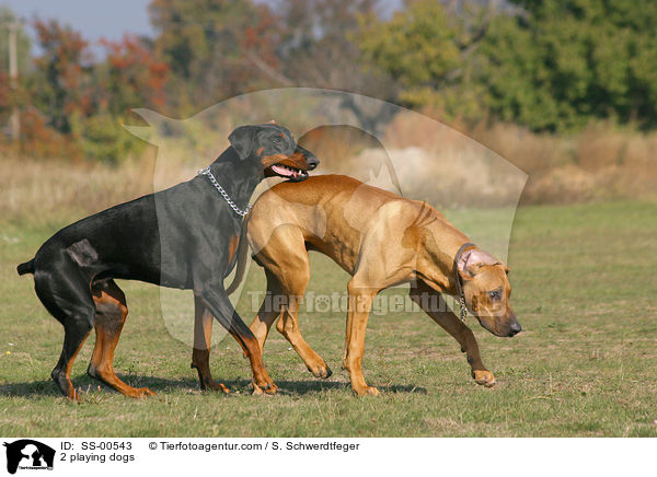 2 playing dogs / SS-00543
