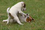 2 Jack Russell Terrier Puppies