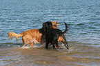 dogs playing in water