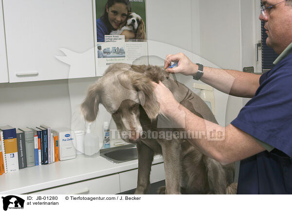 at veterinarian / JB-01280