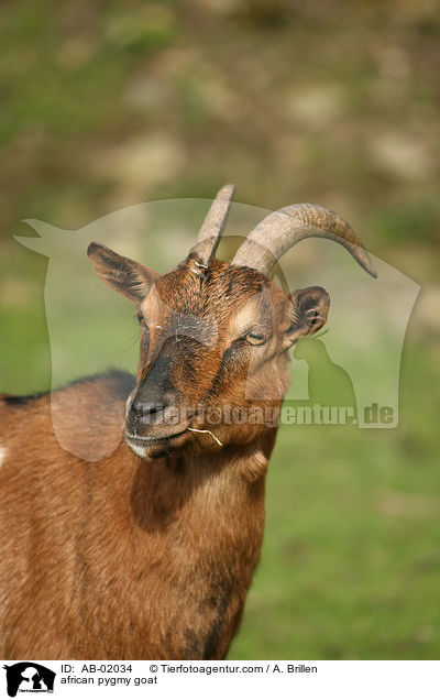 african pygmy goat / AB-02034