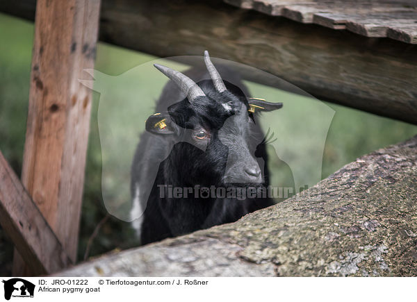 African pygmy goat / JRO-01222