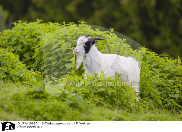 african pygmy goat / PW-10920