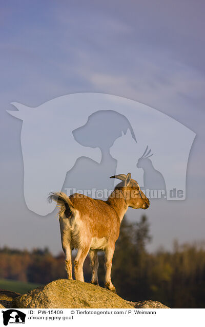 african pygmy goat / PW-15409