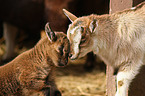 young african pygmy goats