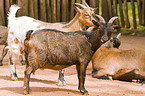african african goats
