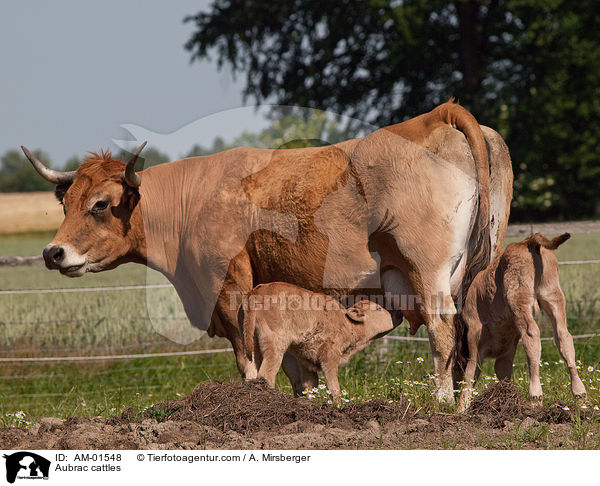 Aubrac cattles / AM-01548