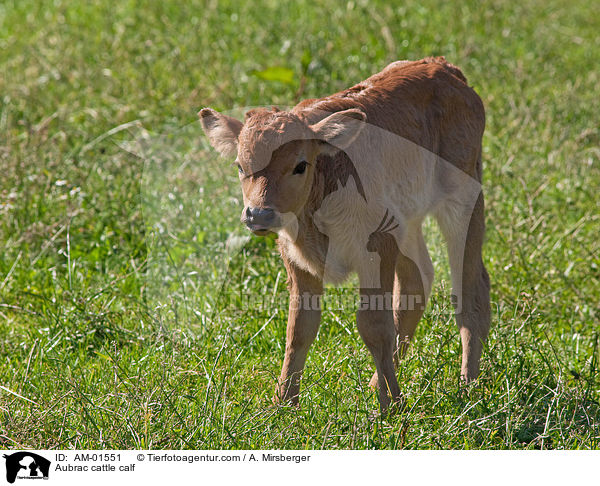 Aubrac cattle calf / AM-01551