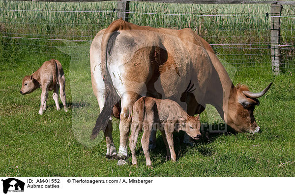 Aubrac cattles / AM-01552