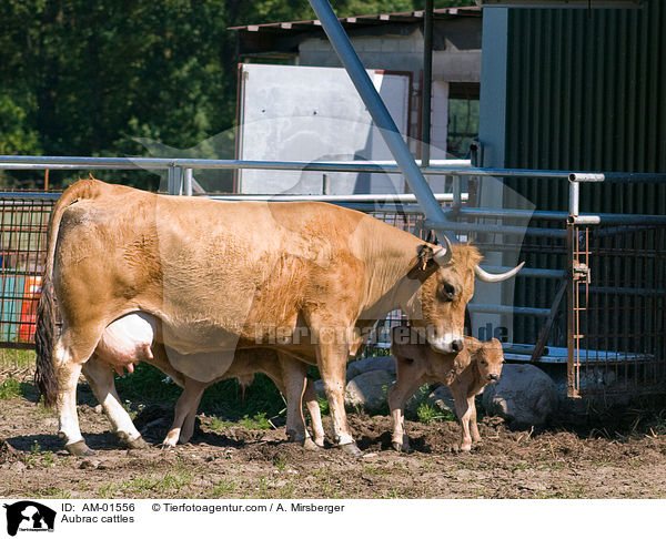 Aubrac cattles / AM-01556