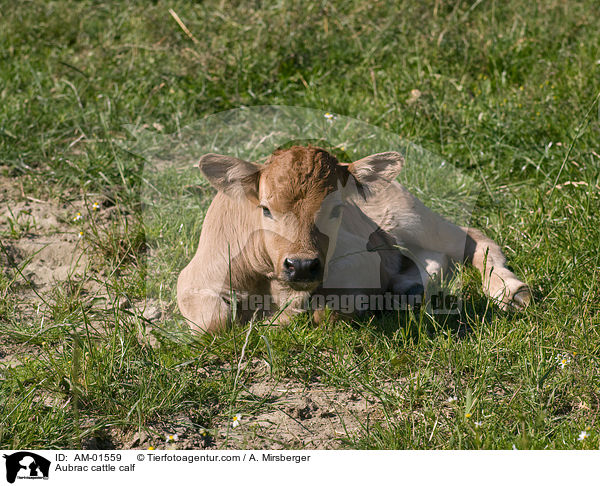 Aubrac cattle calf / AM-01559