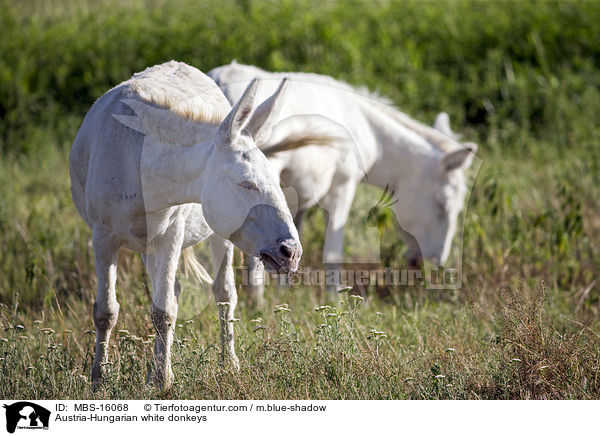 Austria-Hungarian white donkeys / MBS-16068