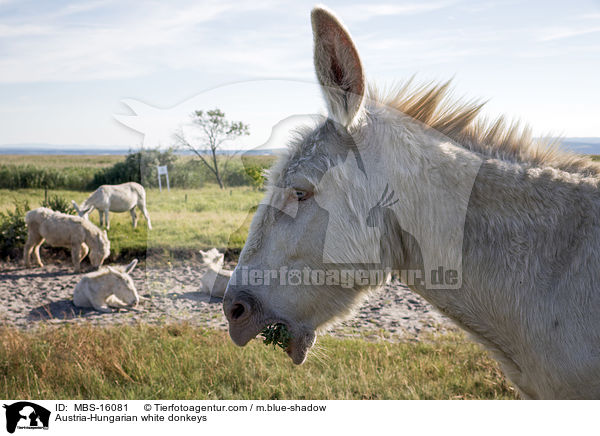 Austria-Hungarian white donkeys / MBS-16081