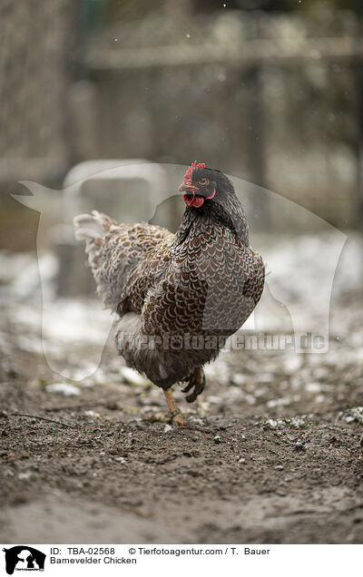 Barnevelder Chicken / TBA-02568