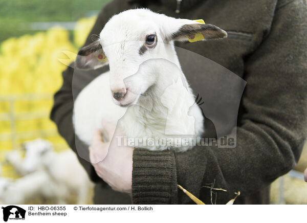 Bentheim sheep / HBO-06355