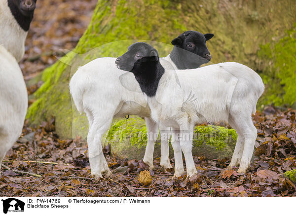 Blackface Sheeps / PW-14769