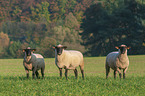 standing Blackface Sheeps