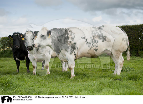 British Blue Cattle / FLPA-02506