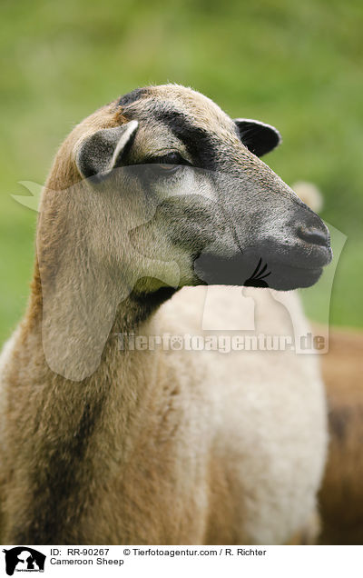 Cameroon Sheep / RR-90267