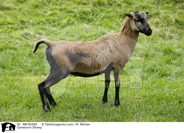 Cameroon Sheep / RR-90269