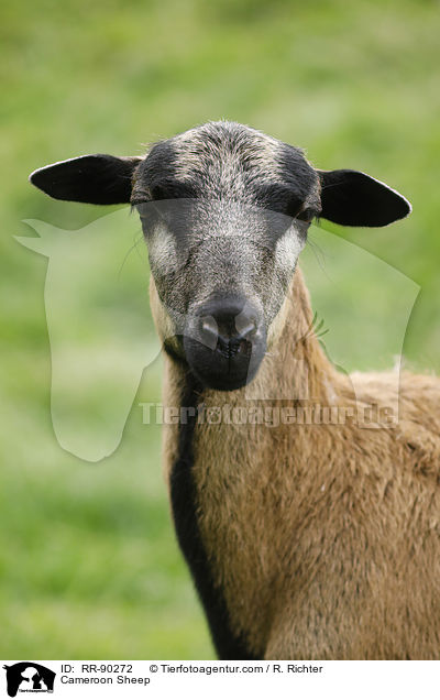 Cameroon Sheep / RR-90272