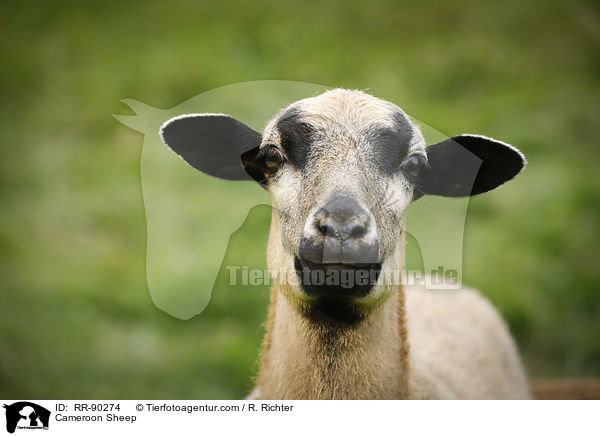 Cameroon Sheep / RR-90274