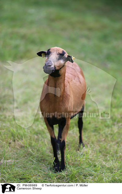 Cameroon Sheep / PM-06989