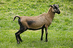 Cameroon Sheep