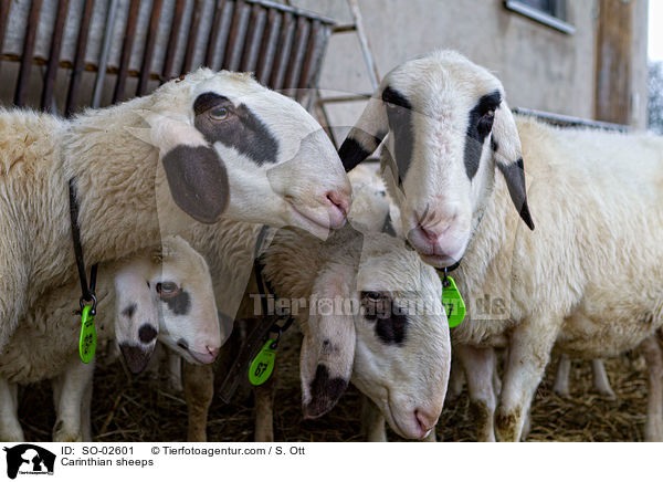 Carinthian sheeps / SO-02601