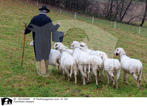 Carinthian sheeps / SO-02606