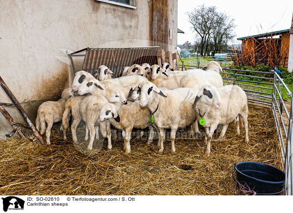 Carinthian sheeps / SO-02610
