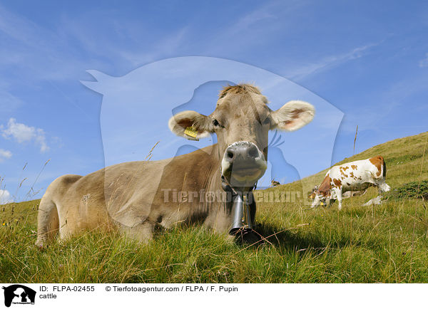 Rinder / cattle / FLPA-02455