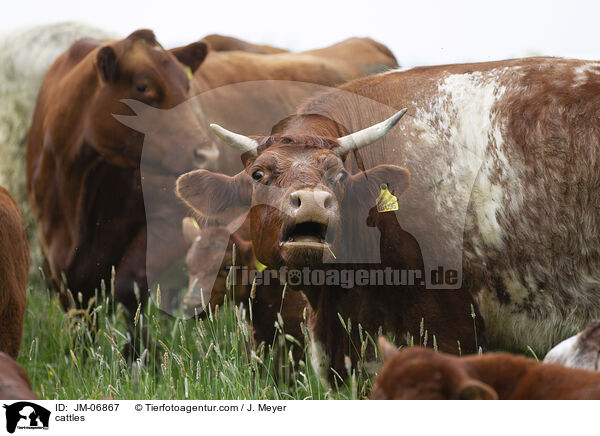 Rinder / cattles / JM-06867