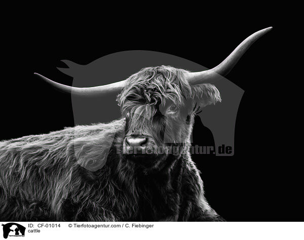 cattle / CF-01014
