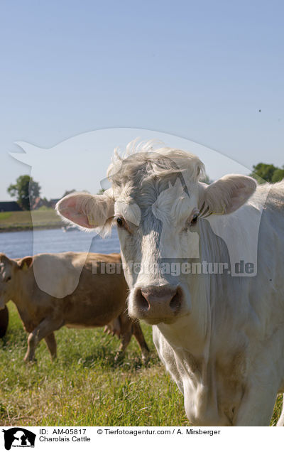Charolais Cattle / AM-05817