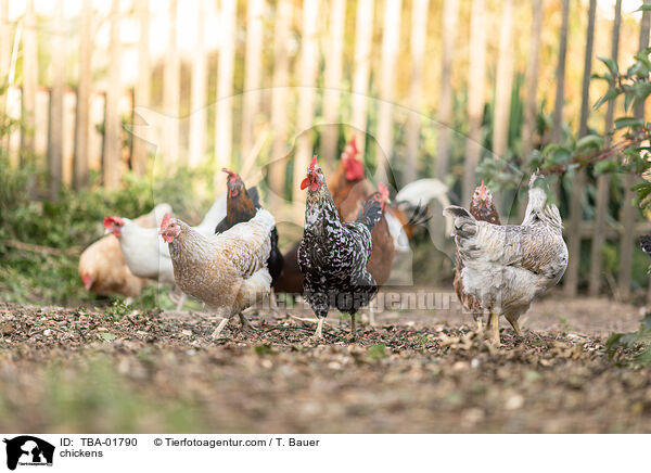 chickens / TBA-01790