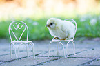 sitting Hen chicks