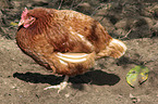 standing Chicken