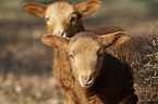 Coburg Fox Sheep lambs