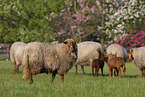 Coburg Fox Sheep