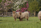 Coburg Fox Sheep