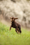Coburg Fox Sheep Lamb