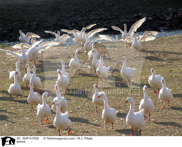 geese / WJP-01008
