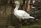 goose