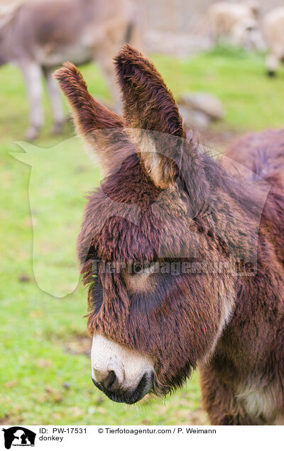donkey / PW-17531