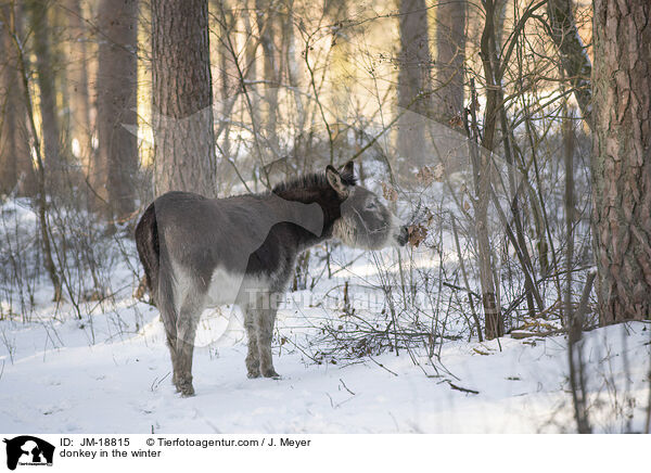 Esel im Winter / donkey in the winter / JM-18815