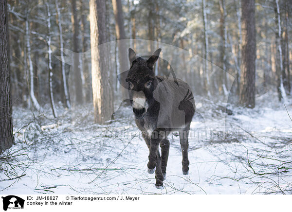Esel im Winter / donkey in the winter / JM-18827