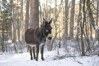 donkey in the winter